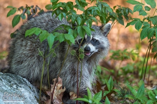 3895 Raccoon in Golden Light