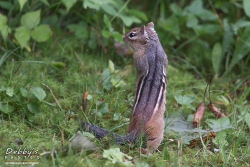 3990 Chipmunk Standing Up