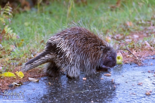 4071 Porcupine with Fall Apples