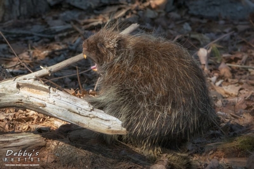 4216b Porcupine Yawning