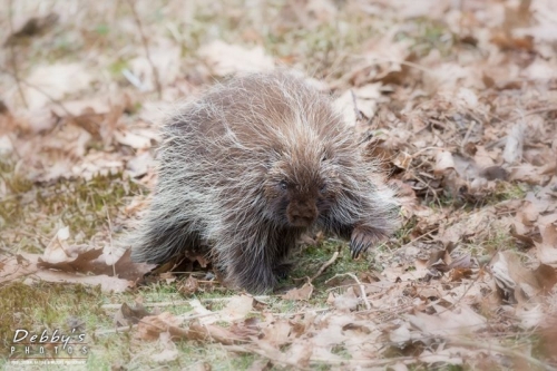 4217 Strolling Porcupine