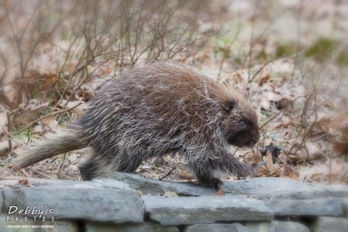 4220 Porcupine Walking a Stone Wall