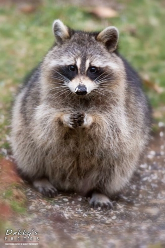 4268 Raccoon at Dusk