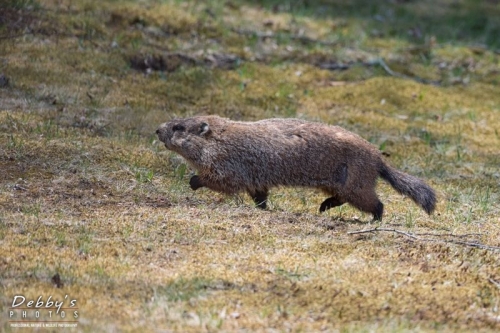 4274 Woodchuck on the Run