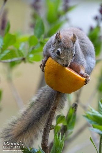 4276 Squirrel Eating Orange