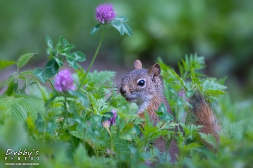 4366 Red Squirrel