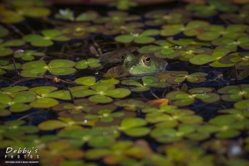 4453 Bullfrog and lily pads