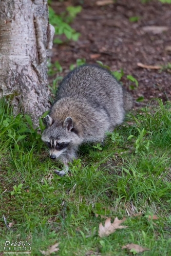 5463 Raccoon