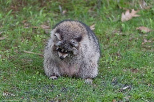 5464 Raccoon scrubbing away mosquitoes