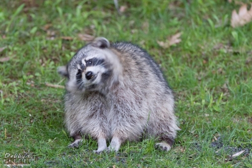 5465 Raccoon shaking head