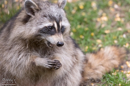 5500 Raccoon