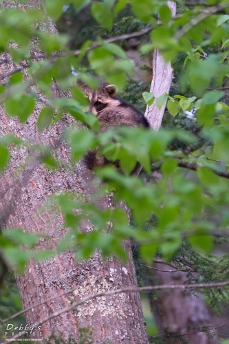 5845 Raccoon in Tree
