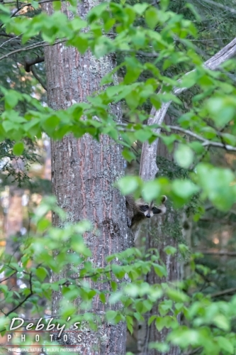5848-Raccoon-in-Tree