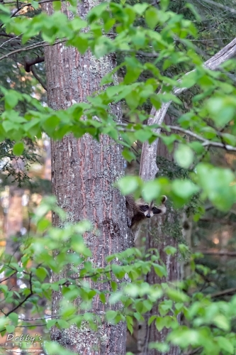 5848 Raccoon in Tree