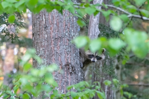 5848b Raccoon in Tree