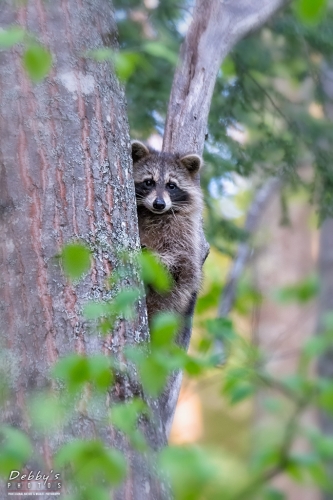 5857 Raccoon in Tree