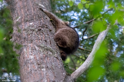 5858 Raccoon in Tree