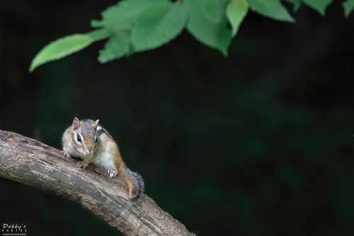 8381 Chipmunk posing on a branch