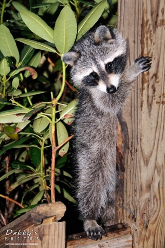 925 Young Raccoon