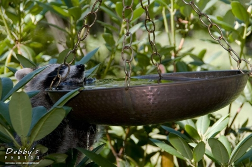 930 Young Raccoon Drinking from Birdbath