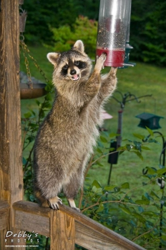 931 Big Male Raccoon Raiding Feeder