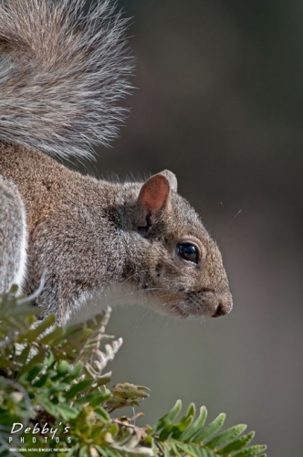 FL2055 Gray Squirrel Closeup