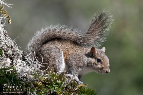 FL2056 Gray Squirrel