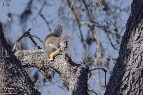FL3368 Gray Squirrel with granola bar