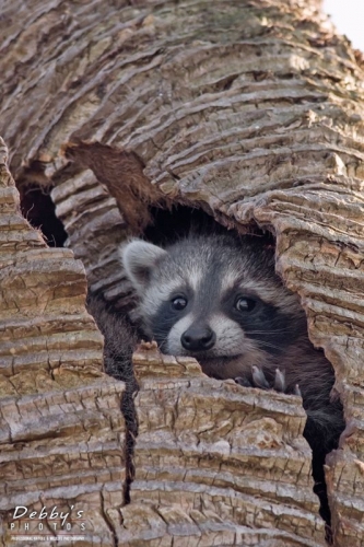 FL3405 Baby Raccoon in a Tree