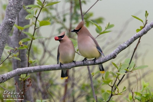 1556 Courting Cedar Waxwings