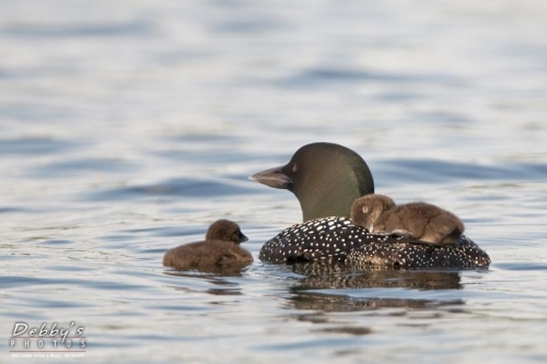 2404 Common Loon and Newborn Chicks