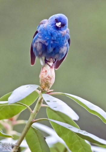 3001 Male Indigo Bunting