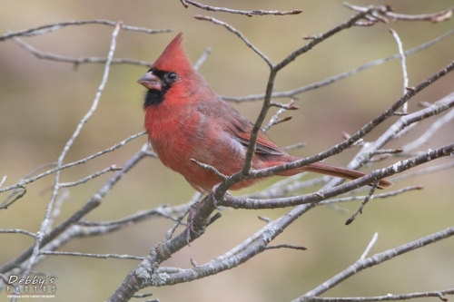 3451 Male Northern Cardinal in bush