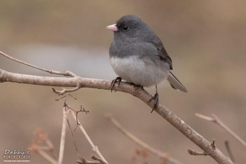 3511b Dark-eyed Junco