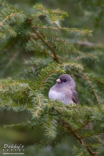 3516b Dark-Eyed Junco in Fir Tree