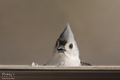 3521 Tufted Titmouse at the window