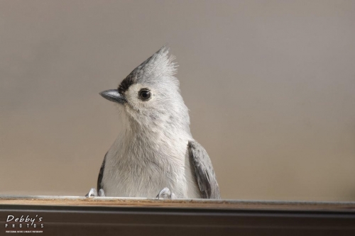 3524 Tufted Titmouse at window ledge