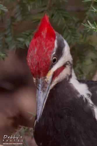 3525b Pileated Woodpecker
