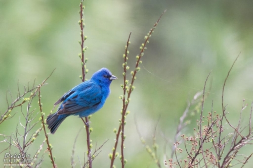 3564 Male Indigo Bunting