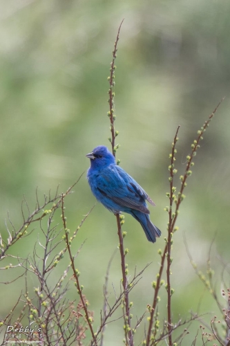 3565 Male Indigo Bunting