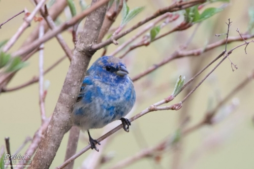 3570b Molting Indigo Bunting