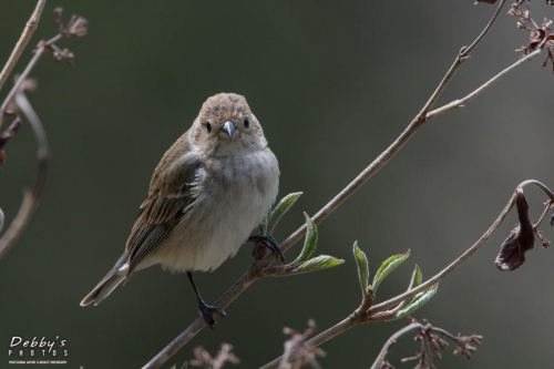 3571 Female Indigo Bunting