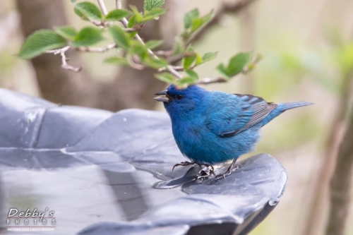 3573 Male Indigo Bunting