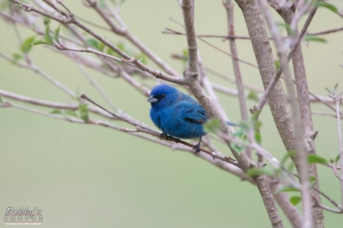 3578 Male Indigo Bunting on a Branch