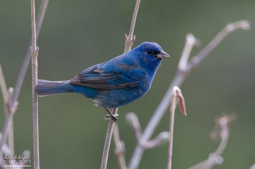 3585 Male Indigo Bunting