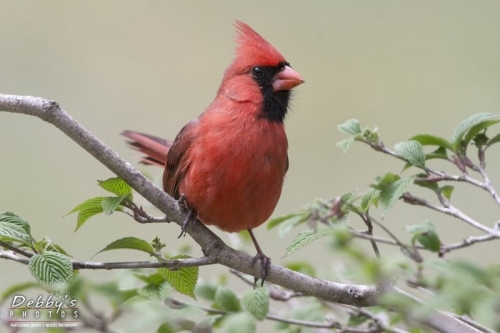3588b Male Northern Cardinal
