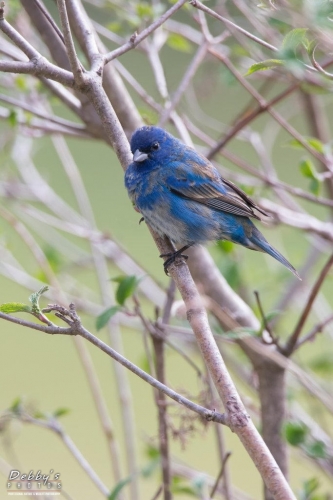 3595 Male Indigo Bunting