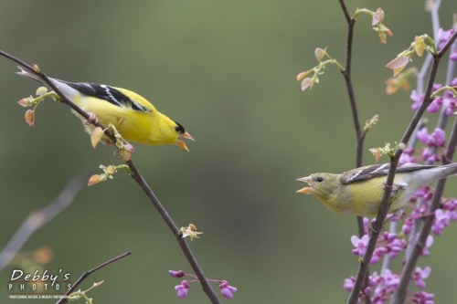 3607 Squawking American Goldfinches