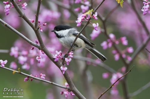 3609 Black-Capped Chickadee