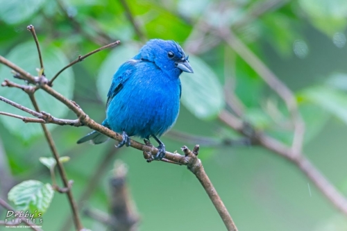 3918 Male Indigo Bunting